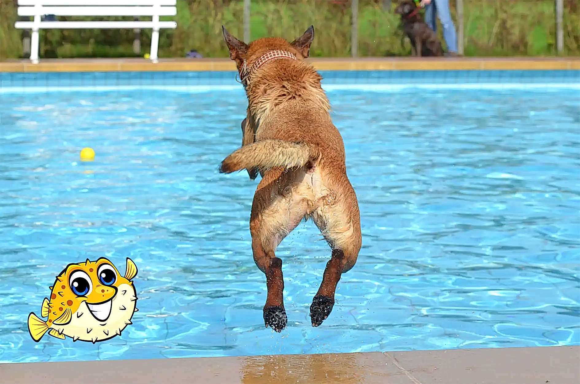 Opening Your Swimming Pool and Hot Tub