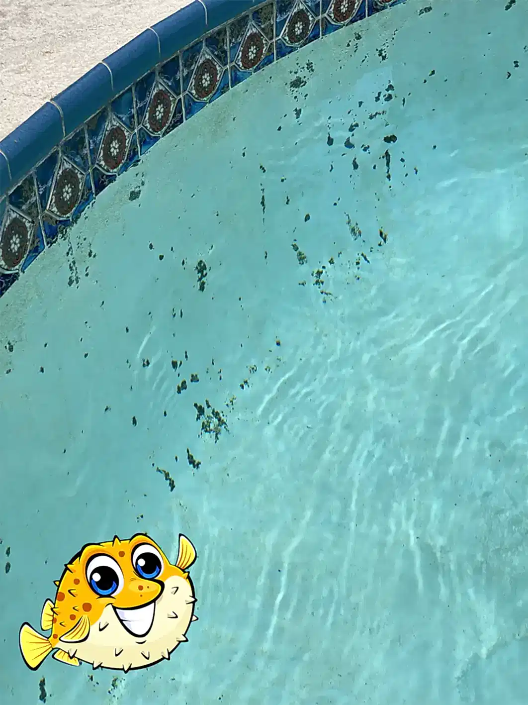 Addressing Algae